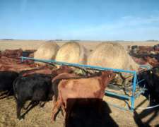 Comederos Portarrollos de 3 Rollos (sin Iva).