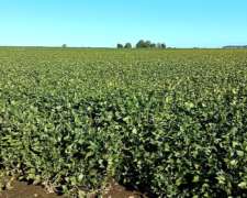 55 Has 100 % Agrícolas en Salto Clase 1