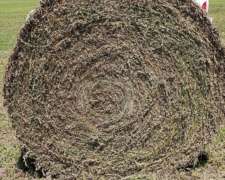 Rollos De Alfalfa, Disponibles