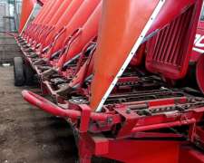 Maicero Ombu de 10 a 70 cm