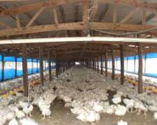 15ha Granja De Pollos Parrilleros Florencio Varela