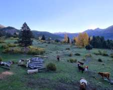 Venta Campo 291 Hectareas en Lago Rivadavia Cholila Chubut