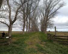 302 HA, Ganadero, Chascomus