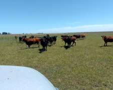 Alquilo Campo Ganadero en Pila