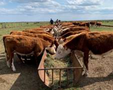 Comedero de Metal de 30 por Metro, sin IVA
