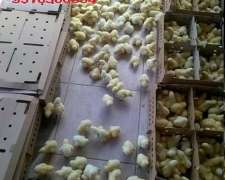 Pollitos Doble Pechuga BB