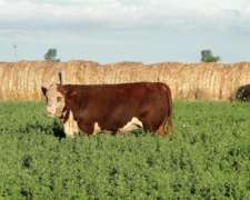 Toro Hereford Puro de Pedrigue