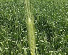 Campos Agricola Zona Norte Prov BS AS