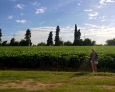 Campo 170 Has, Agricola Suelo 1, Fighiera, Sobre Ruta. a 30