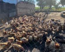 200 Gallinas Ponedoras en Postura , Tejido, Postes