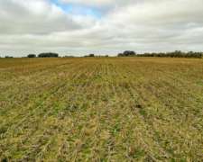 General Mansilla, Magdalena, Buenos Aires - 78 Ha