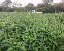 Campo Agricola sin Desperdicio