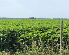 Se Alquila Campo Agricola - las Armas. Ayacucho - Ruta N°2