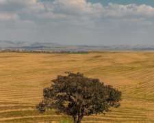 Alquiler De Campo En Gral Belgrano - 4600 Ha