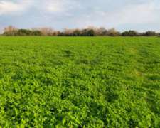 3.7 HA. en San Anselmo