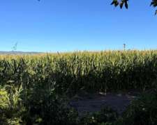 Campo Agricola en Venta- a Tranquera Cerrada