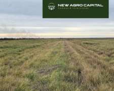 650 Ha Mixto-viedma-cubanea-valle Inferior