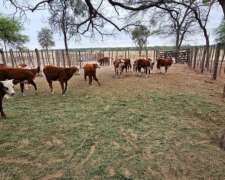 6500 Has. Mixtas en Pozo Hondo.