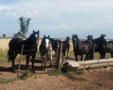 Vendo Lote de Potros