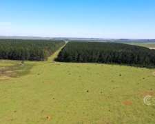 Se Vende Campo Ganadero de 450ha en Corrientes, Argentina