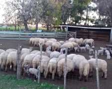 Granja Avicola Capacidad 30 Mil Pollos.