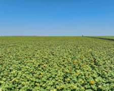 Pcia. de Santa FE - Rufino 1009 Has