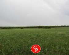 En Venta, 729 Has, Winifreda -la Pampa-.