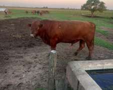 Toros Angus Mansos Disponibles
