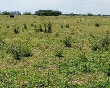 Alquilo Campo Ganadero en Angelica
