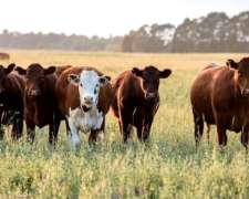 Busco Alquilar Campo Mixto de 500 a 1200h