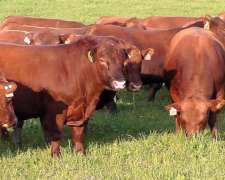 Compro Hacienda Gorda Liviana