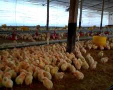 Granja Avícola, Capacidad 90.000 Pollos Arrecifes