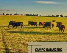 Venta de Campo Ganadero