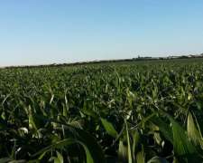 Victoria E. Rios Compro Campo Agricola 50 a 500 Has