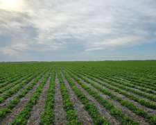 Vendo 500 Ha Agrícolas con Riego