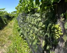 Finca De 3,2 Ha Con Viñedos Y Casa Patronal
