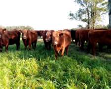 40 Vacas Medio Diente Brangus Puras Preñadas