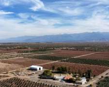 Finca + Fábrica-lavalle - Mendoza