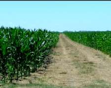 Campo Venta Mixto 400 Ha
