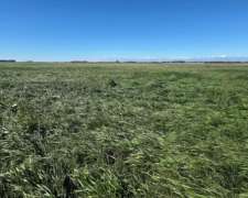 200 Ha Agricolas SC