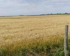 Vendo 230 Hectáreas Agrícola