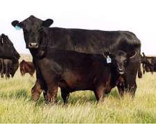 Alquilo Campo Ganadero en las Flores