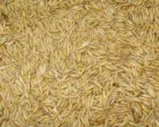 Vendo Avena Carlota (inta) - Precio A Convenir