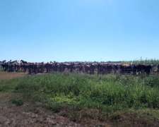 Vendo Campo Ganadero Desarrollado