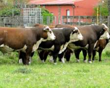 Toro Hereford Puro de Pedrigue