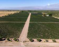 24 Has. Finca Con Malbec En Vista Flores, Mendoza