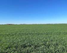 Campo en Venta de 11 Has Agrícolas en San Pedro