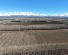 Malargue, Mendoza - 33.546 Ha