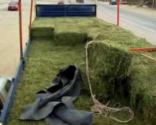 Alfalfa Cuf 101en Fardo