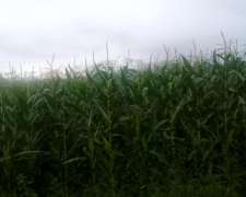 14.7 Ha Pampa de Pocho (cba) Agricolas